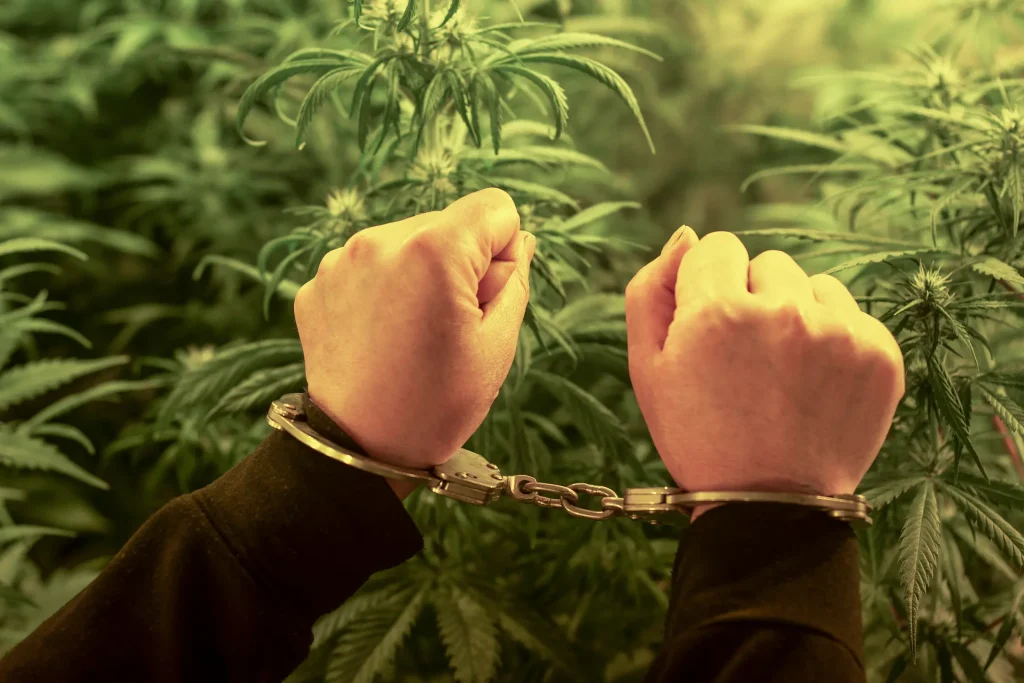大麻で逮捕されている男性