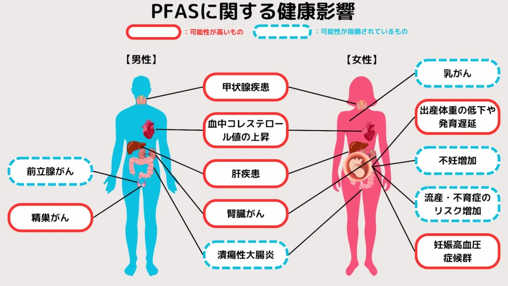 ※PFASが人体に与える影響。イラストは原田さん著『これでわかるPFAS汚染』をもとに作成（元データは『食べもの通信 2023年8月号』｜食べもの通信社）